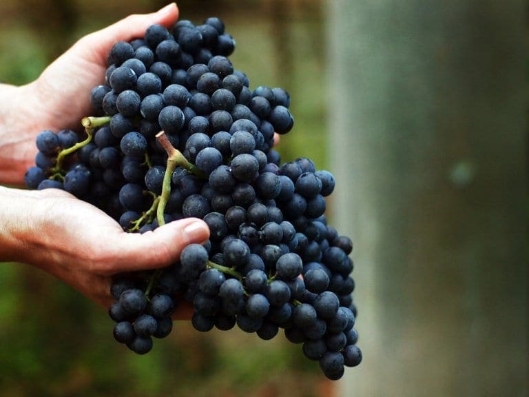 Unraveling the Magic of Bordeaux's Nobile Grapes