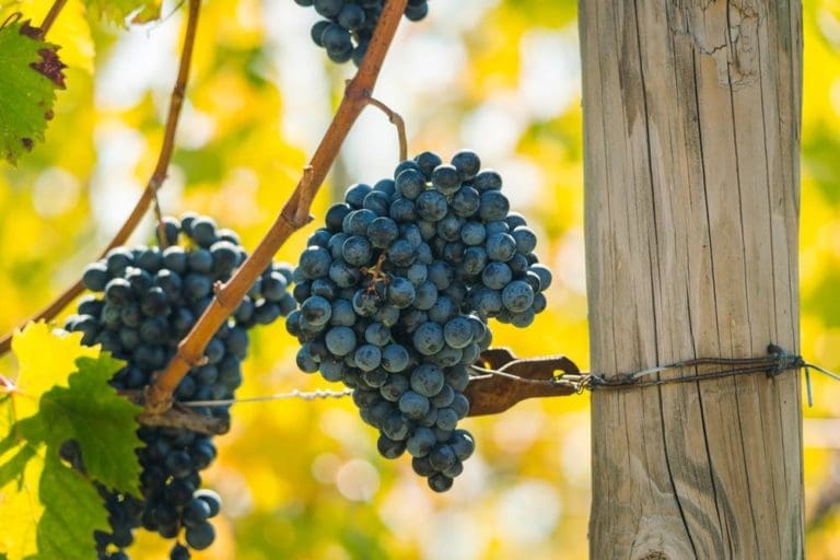 The Fascinating Story of the Refosco Family of Grape Varietals