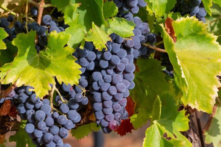 Discover Syrah: The Greatest Red Grape of the Rhône