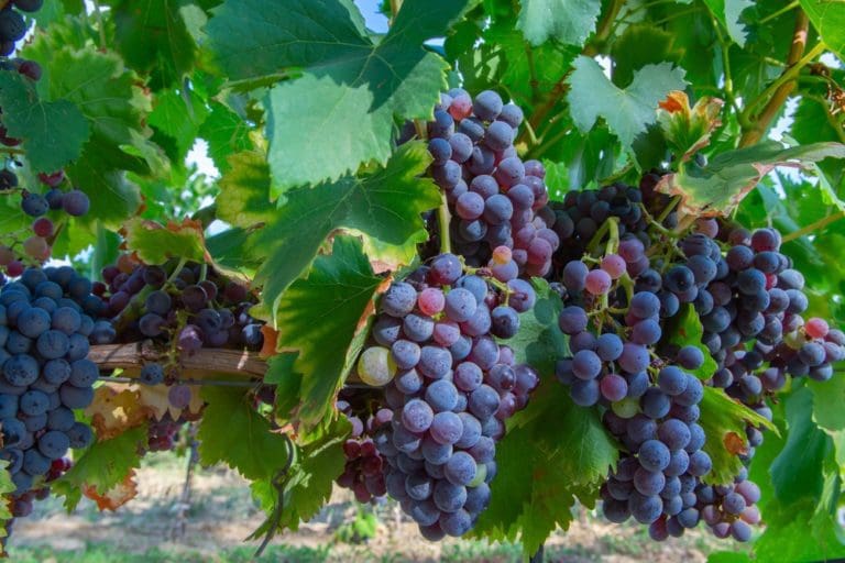 Carignan Red Wine Grape Variety Guide | Cellar Tours™