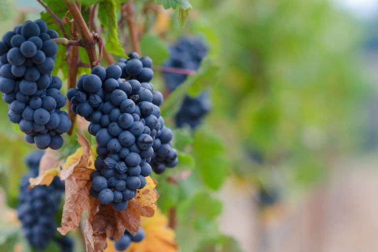 Decoding the Enigma: Pinot Noir Grape Variety