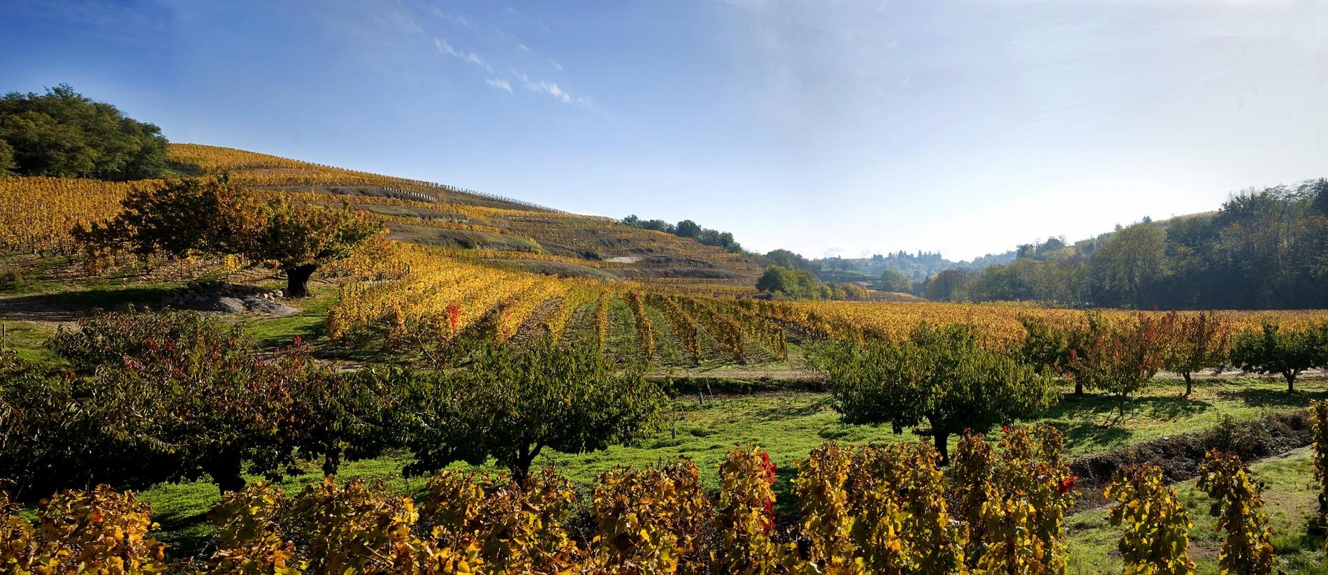 Crozes Hermitage Wine Region | a Guide by Cellar Tours™