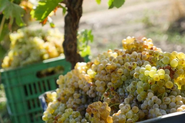 Catarratto Grape Variety: Rediscovering Sicily's White Wine