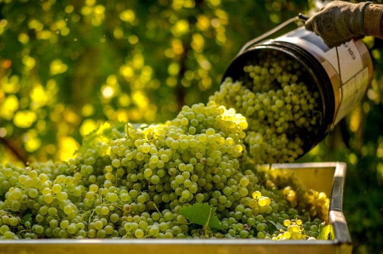 Glera Grape Variety: The Essence of Italian Prosecco