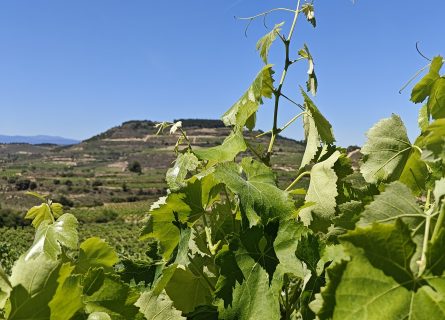 Sipping Sustainably: Exploring Organic Winemaking in Spain