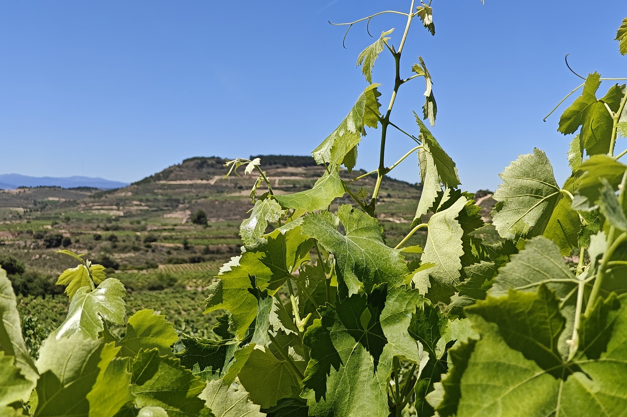 Exploring Organic Winemaking in Spain