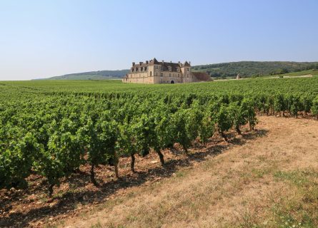 Burgundy Wine Classifications