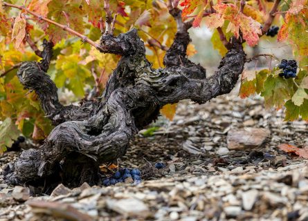 How Priorat’s New Wine Classification System Elevates Terroir