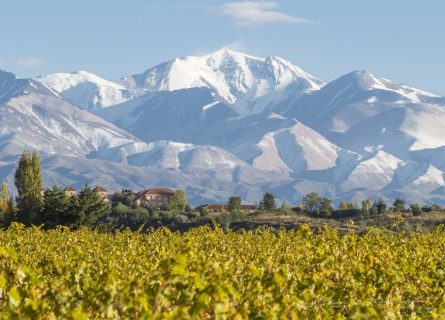 Vineyards in the foothills of the Andes mountains