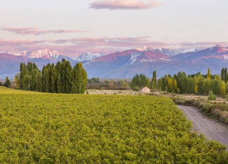 Catena Zapata vineyards in Mendoza, Argentina