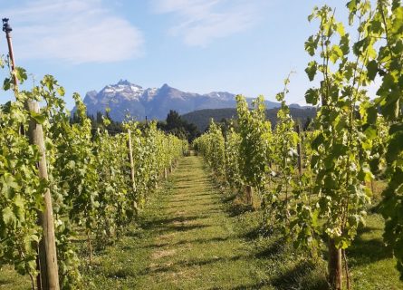 Casa Yagüe vineyards, with the Andes mountains as a backdrop