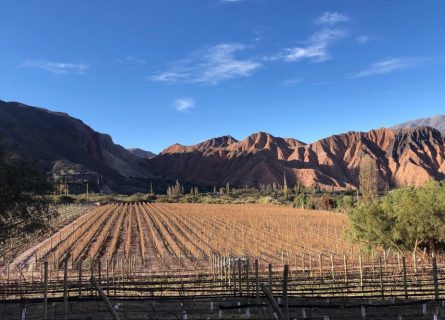 Bodega Huichaira Vineyards