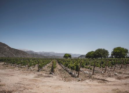 Bodega Chanarmuyo vineyards