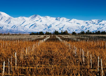 Maipu vineyards with stunning snow capped mountain backdrop