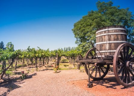 Mendoza high-altitude vineyards