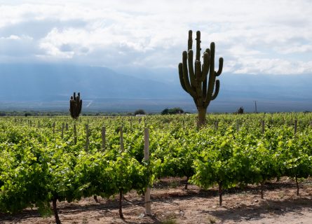 Giant cactus trees in the middle of a vineyard in the Salta region