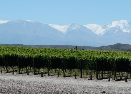 Uco valley: Vineyards of with panoramic backdrop of the Andes mountains