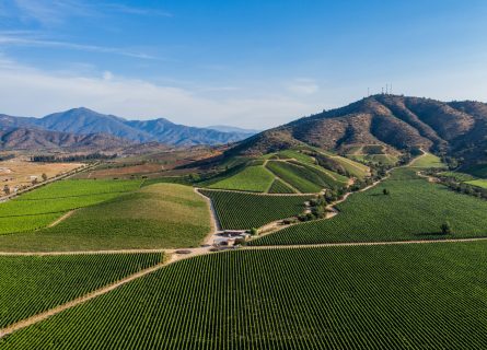 Aerial view of a vineyard in the Casablanca valley