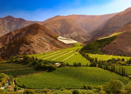 Elqui valley: Situated east of Coquimbo city, the name translates as "narrow valley" in the local Quechua language