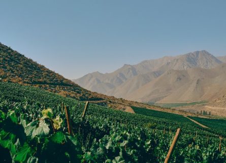 Rio Hurtado vineyard: Located in the Limarí Valley, right in the Andes mountains, just 45km from Argentina