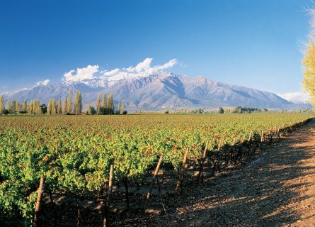 Puente Alto: Many of the valley