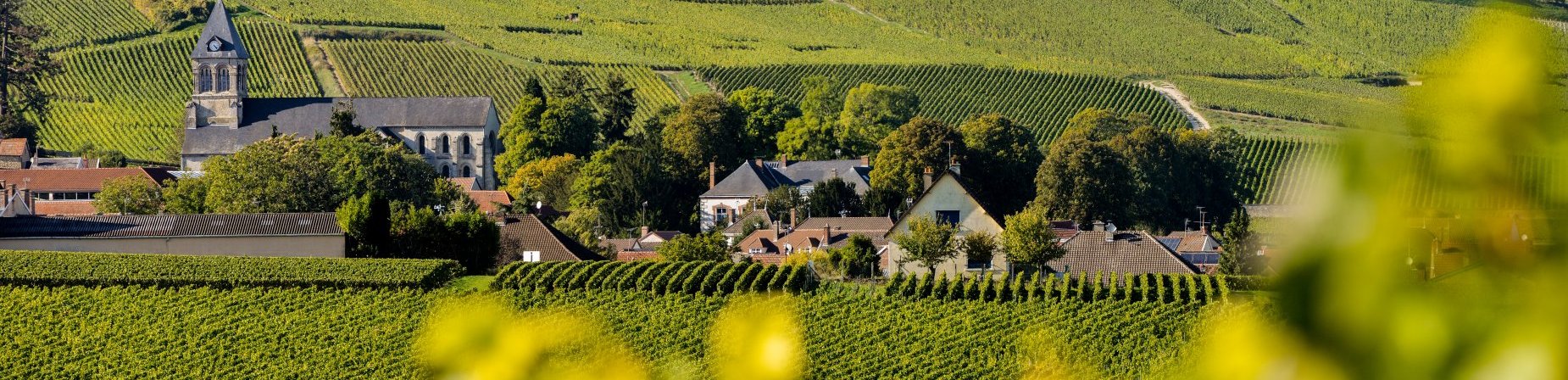 LVMH on X: Veuve Clicquot plants the vineyard with grass and