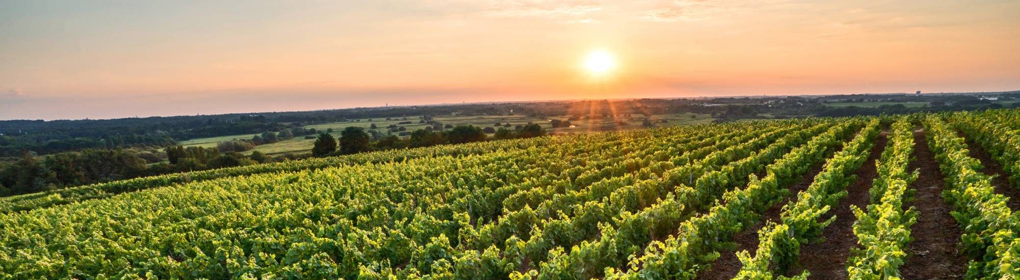 Muscadet Wine Region | a Guide by Cellar Tours™