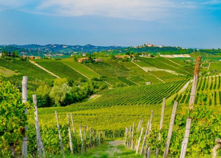 Vineyards of Canelli