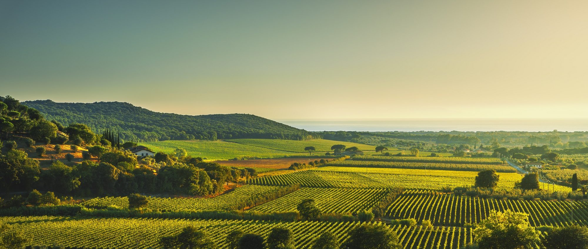 bolgheri vineyard tour