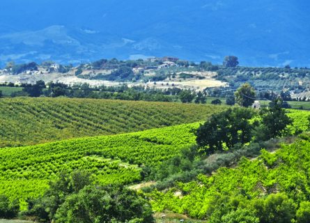 Calabria Vineyards