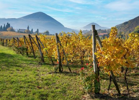 Colli Euganei vineyards in the fall