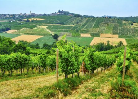 Colli Piacentini Vineyards: From a distance, the landscape resembles Champagne