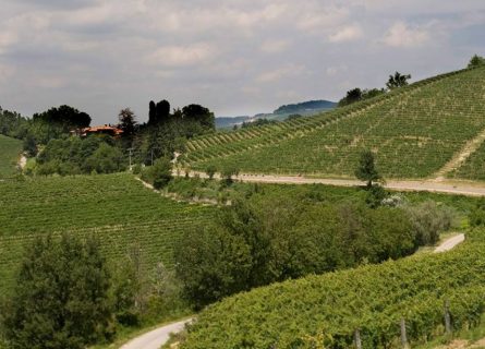 Poderi Luigi Einaudi vineyards in Dogliani, Piedmont