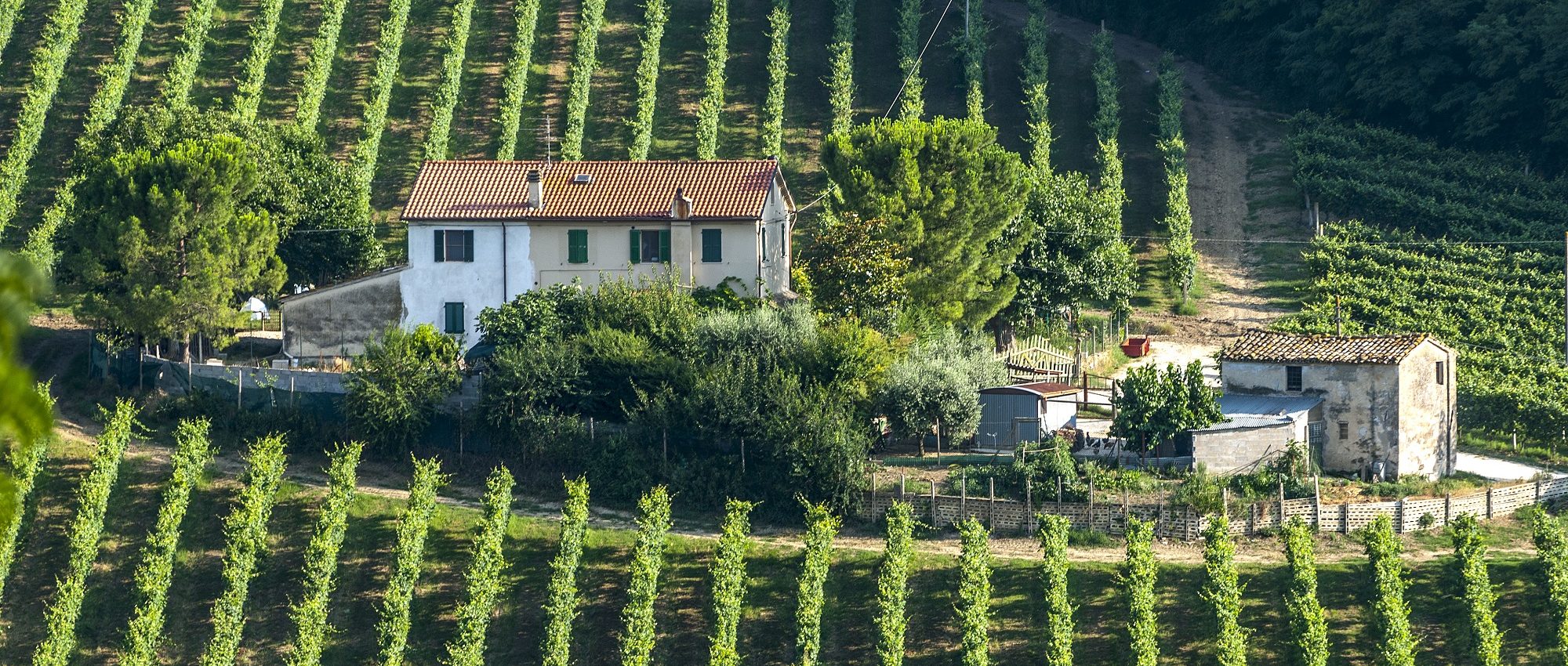 Marche Wine Region Guide » Italian Wine Regions » CellarTours