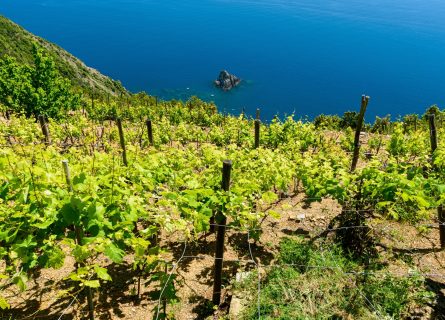 Vineyard on the slopes overlooking the sea near Cinque Terre