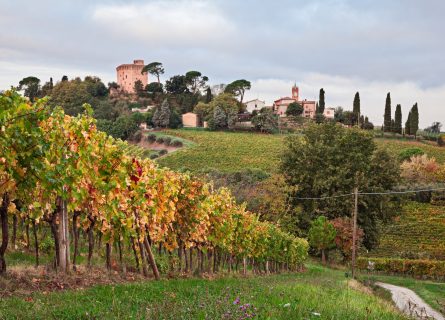Vineyards near Ravenna, Romagna DOC