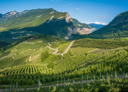 Trentino Alto Adige vineyards