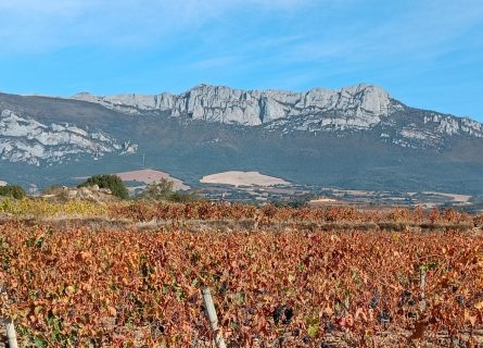 Riojan vineyards in the fall