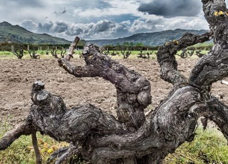 Monterrei vineyards