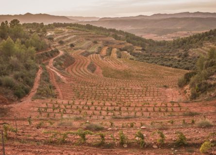 The vineyards of Celler Masroig: One of the largest and oldest wineries in Montsant.