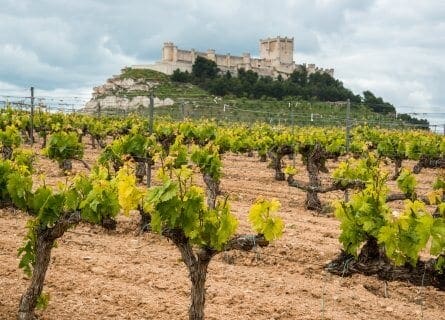 Ribera Del Duero Wine Tour » The best wines in the world? » CellarTours