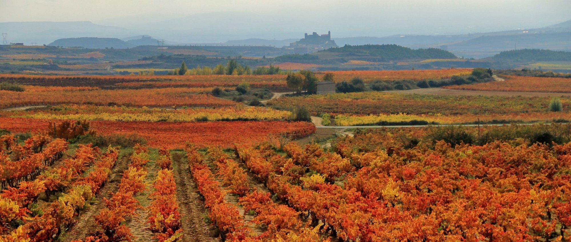 Rioja Alavesa Wine Region » La Rioja » Cellar Tours