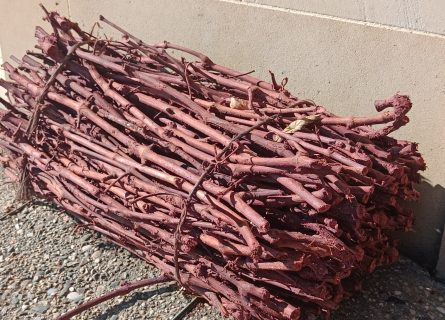 Sarmientos: Grapevine prunings soaked in wine then dried and used for grilling meat and vegetables in Rioja